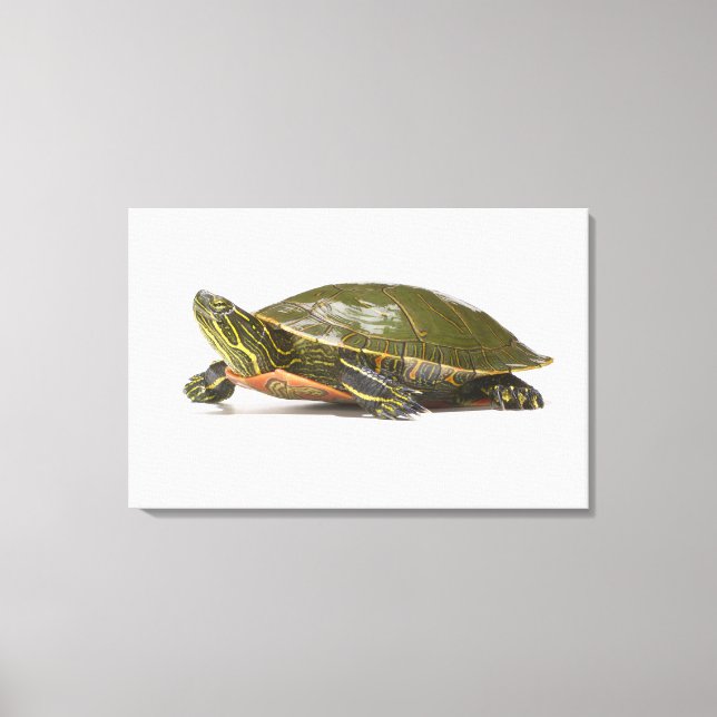 Toile Tortue peinte occidentale (Chrysemys picta bellii) (Recto)
