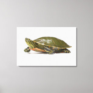 Toile Tortue peinte occidentale (Chrysemys picta bellii)