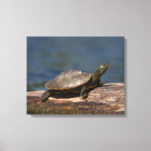 Toile Tortue peinte sur un bûcher