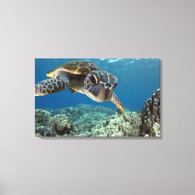 Toile Tortue verte hawaïenne (Recto)