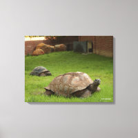 Tortues aldabra en herbe
