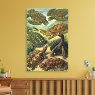 Toile Tortues anciennes et tortues marines par Ernst Hae