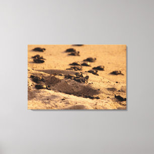 Toile Tortues de mer