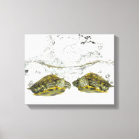 Tortues rouges