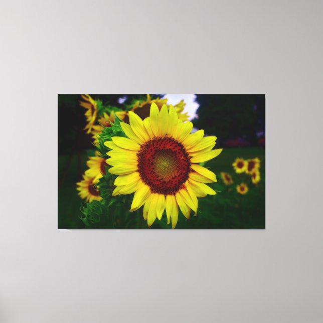 Toile Tournesol (Recto)