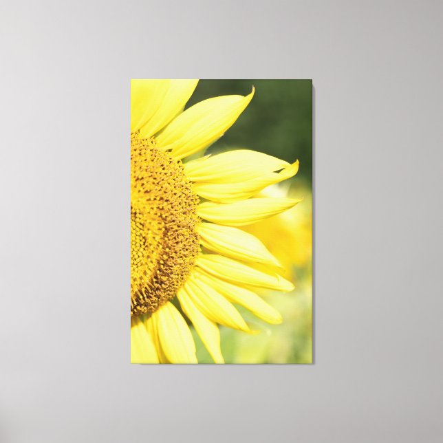 Toile Tournesol (Recto)