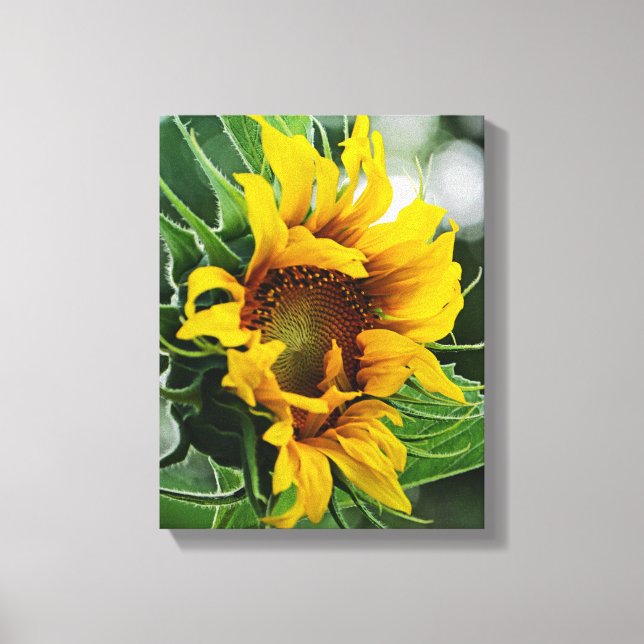 Toile Tournesol (Recto)