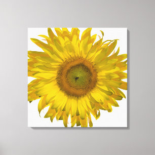 Toile Tournesol jaune sur blanc