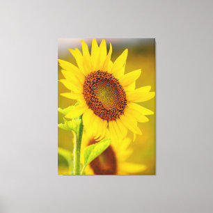 Toile Tournesol près
