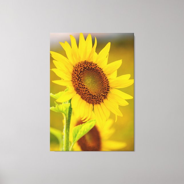 Toile Tournesol près (Recto)