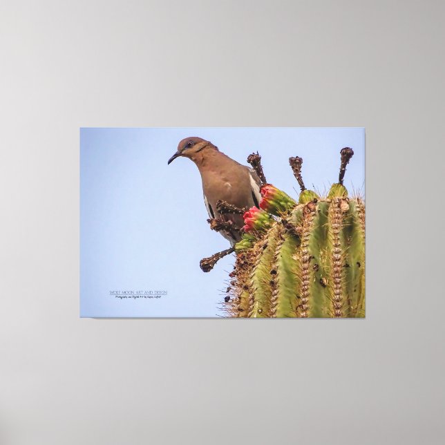 Toile Tourterelle blanche avec Fruit Saguaro Cactus 60x4 (Recto)