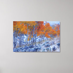 Toile Trembles en couleurs d'automne, Montagnes Bighorn,
