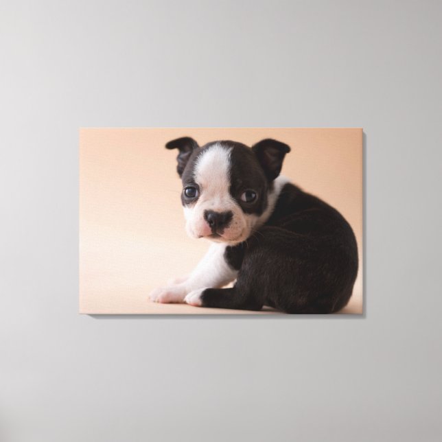 Toile Très jeune Boston Terrier Puppy (Recto)