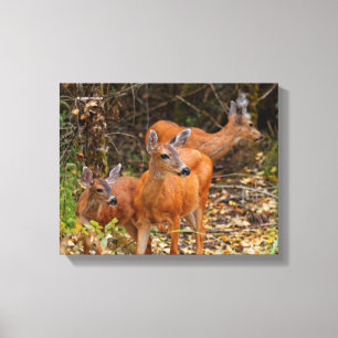 Toile Trio superbe de cerfs de queue noire dans la forêt