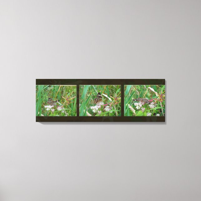 Toile Triptyque de papillons Buckeye (Recto)