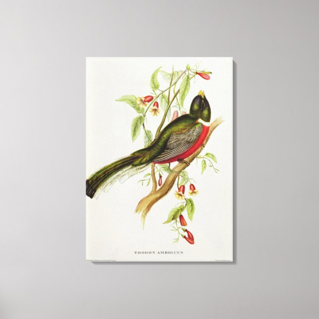 Toile Trogon Ambiguus (Recto)