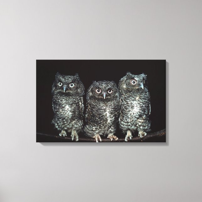 Toile trois chouettes (Recto)