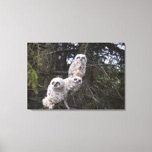 Toile Trois grands poussins de hibou à cornes (Bubo