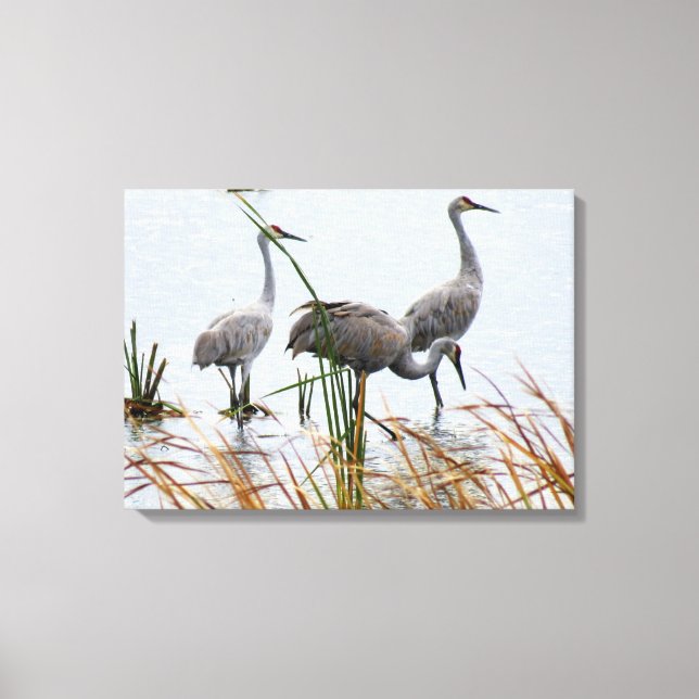 Toile Trois Grues Sandhill (Recto)