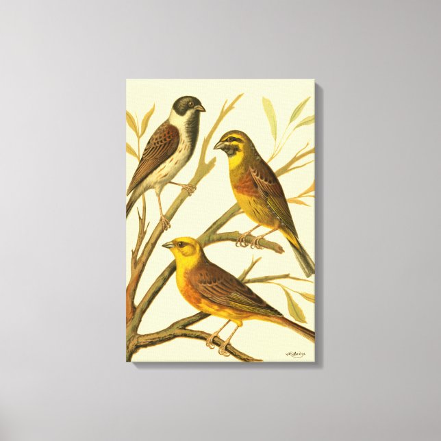 Toile Trois oiseaux domestiques perchés sur une branche (Recto)