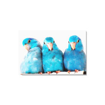 Trois perroquets Pacific Blue Parrotlets Art