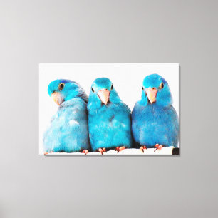 Toile Trois perroquets Pacific Blue Parrotlets Art