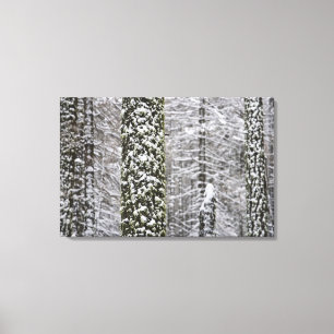 Toile Troncs d'arbres couverts de neige dans la vallée d