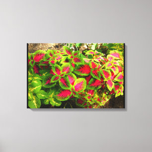 Toile tropicale Coleus vert rose