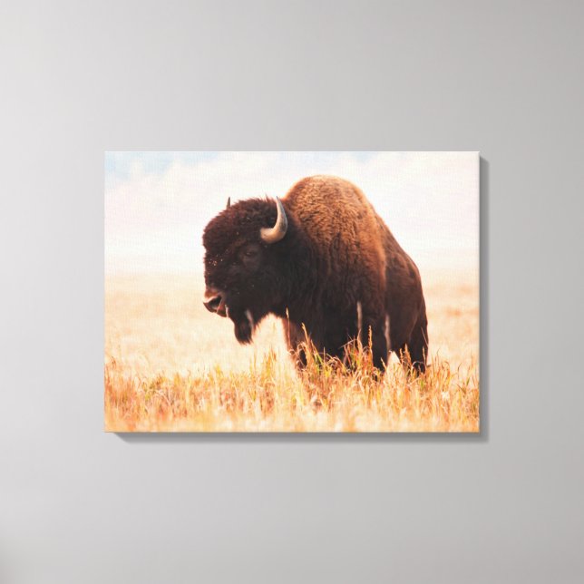 Toile Troupeau De Bison Américain (Bison Bison) À Teton  (Recto)