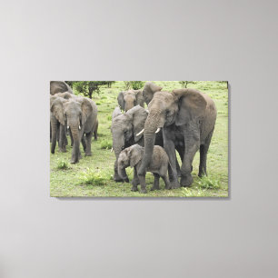 Toile Troupeau d'éléphants d'Afrique