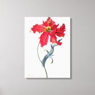 Toile Tulipe : Fard à joues de Perroquet