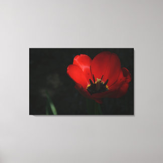 Toile Tulipe rouge