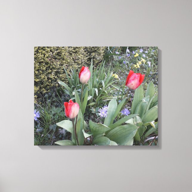 Toile Tulipes de jardin rouge (Recto)