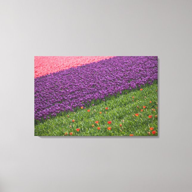 Toile Tulipes en Jardins de Keukenhof, Amsterdam, 2 (Recto)