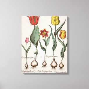 Toile Tulipes : rubens de maculis du lutea 1.Tulipa ; Au