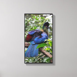 Toile Turaco Pourpre
