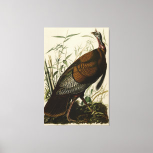 Toile Turquie sauvage (mâle) des oiseaux d'Amérique d'Au