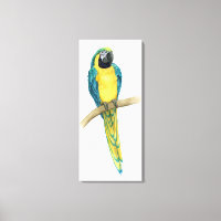 Turquoise Macaw