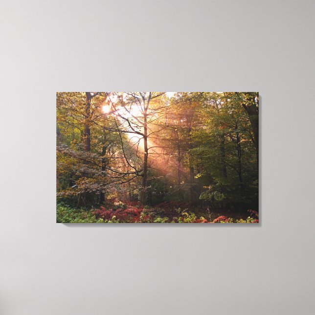 Toile UK. Forêt de Dean. Faisceau de soleil pénétrant un (Recto)