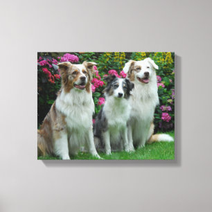 Toile un Border Collie, blue-merle, et deux Australia