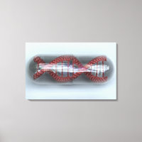 Un brin d'ADN dans une capsule