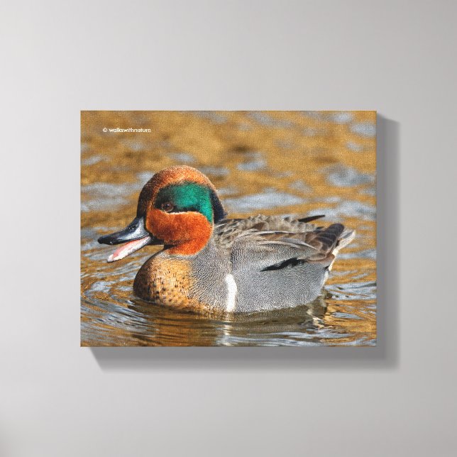 Toile Un canard Turquoise à ailes vertes chatté à l'étan (Recto)
