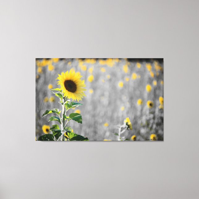 Toile Un champ de tournesols (Recto)