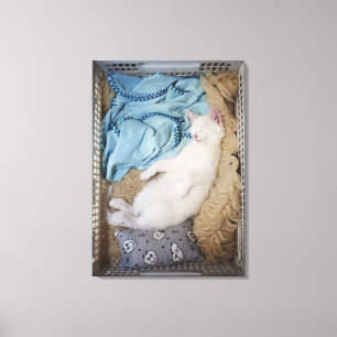 Toile Un chat blanc dormant dans un panier de