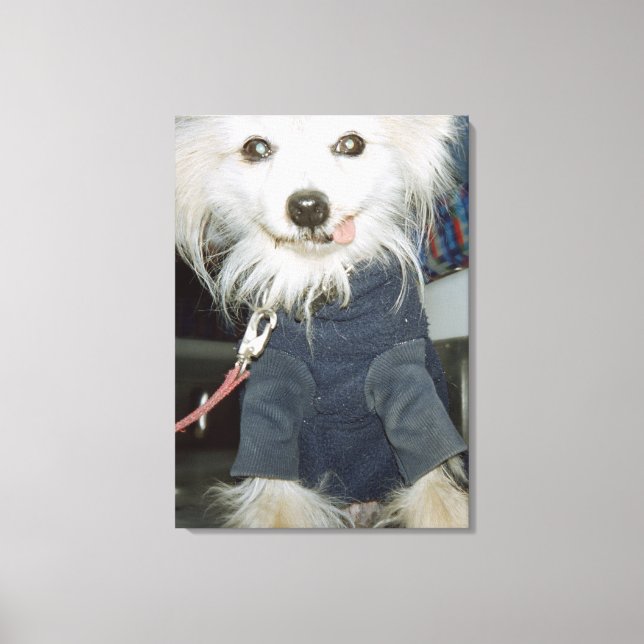 Toile Un chien blanc portant des vêtements. (Recto)