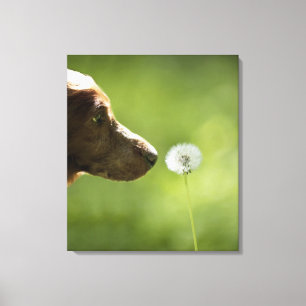 Toile Un chien et un pissenlit