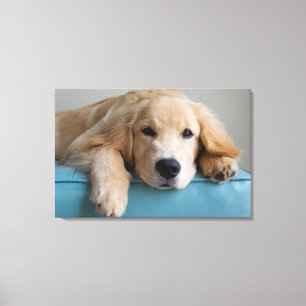 Toile Un chiot réducteur d'or