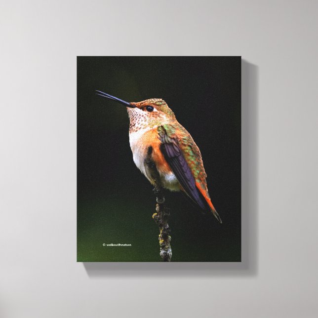 Toile Un colibri roux doux Poses sur l'arbre fruitier (Recto)