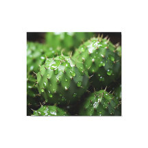 Un Ensemble Prickly Cactus Photorealism Botanique