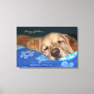 Toile Un golden retriever somnolent